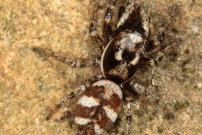 Un mle saltique chevronne (Araneae - Salticidae - Salticus scenicus)